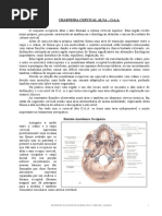CHARNEIRA CERVICAL ALTA – O.A.A.