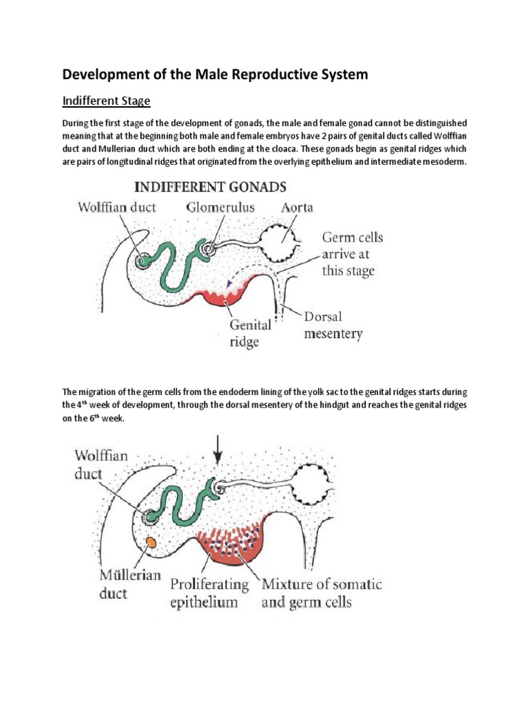 Male Reproductive System Development | PDF | Testicle | Reproductive System