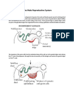 Development-of-the-Male-Reproductive-System (1).pdf