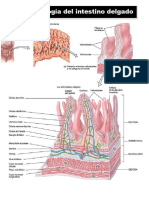 Fisiopatología Intestinal PDF