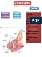 Fisiopatología Intestinal