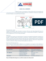 Cadena de La Infección Taller