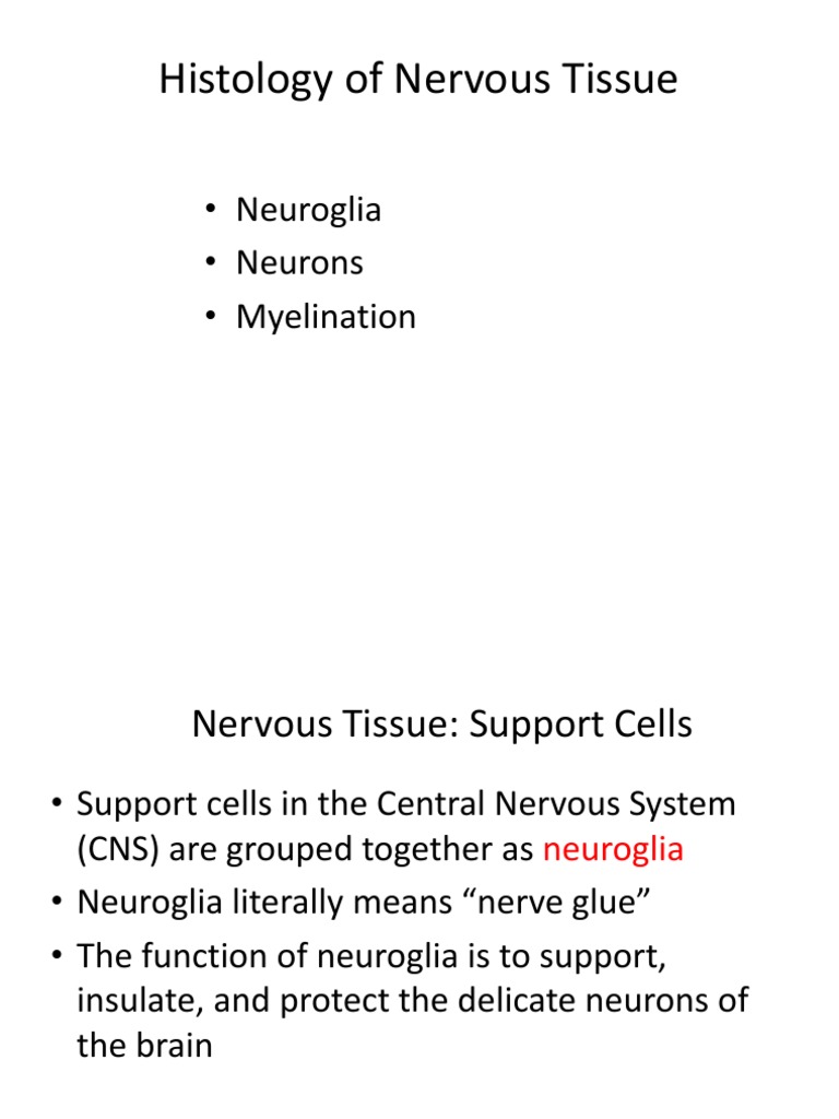 Nervous Tissue Histology Overview | PDF | Neuron | Bone