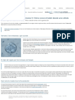 Desarrollo del feto en la semana 03_ Cómo crece el bebé desde una.pdf