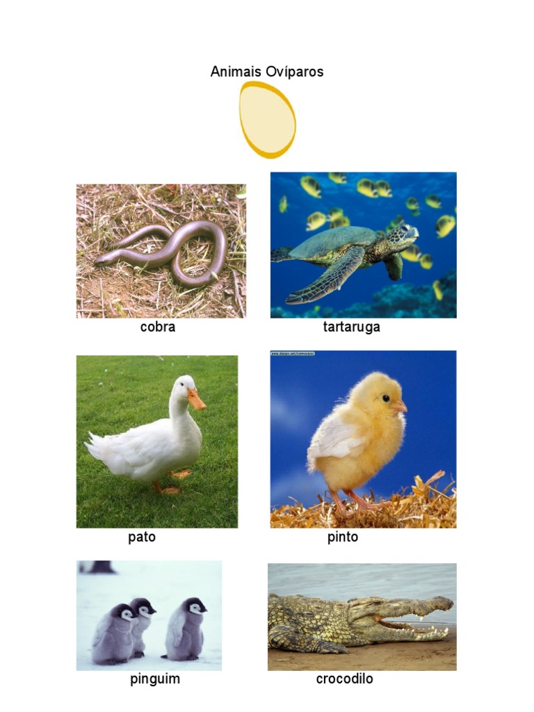 Animais Ovíparos | PDF