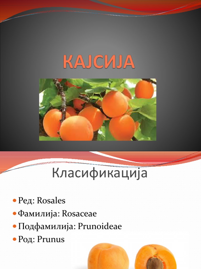КАЈСИЈА | PDF
