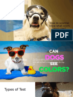 How Do Scientist Know What Colors Dog's See?