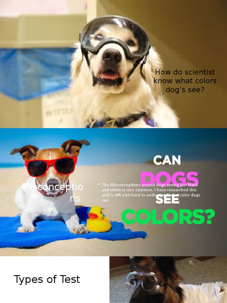 How Do Scientist Know What Colors Dog's See? PDF