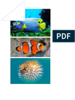 peces.docx