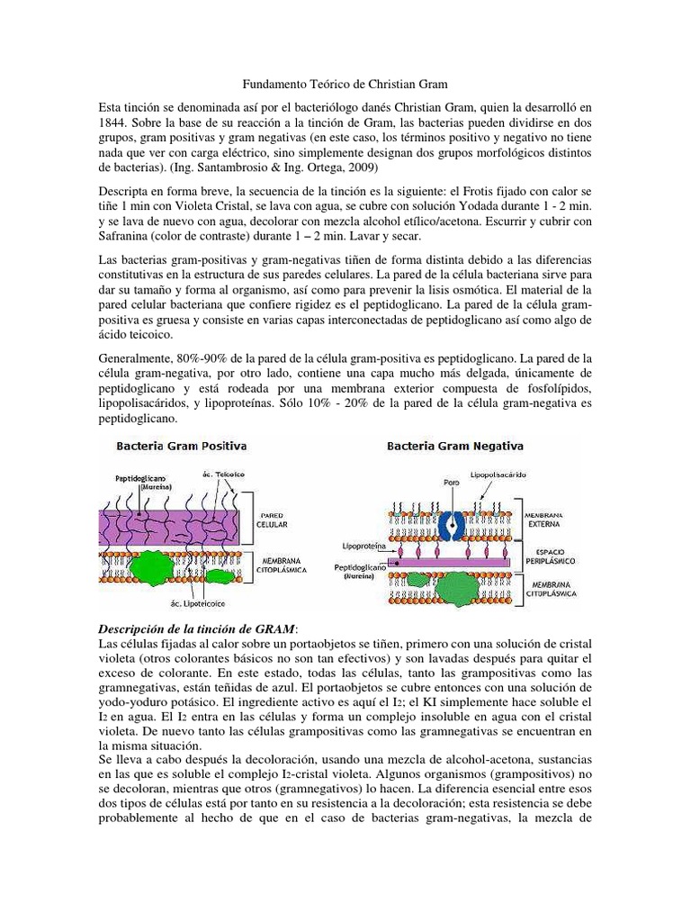 Trabajo 1. Fundamento de La Coloracion Gram | PDF | Bacterias Gram ...