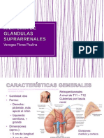 anatomadeglndulassuprarrenales-171110033215