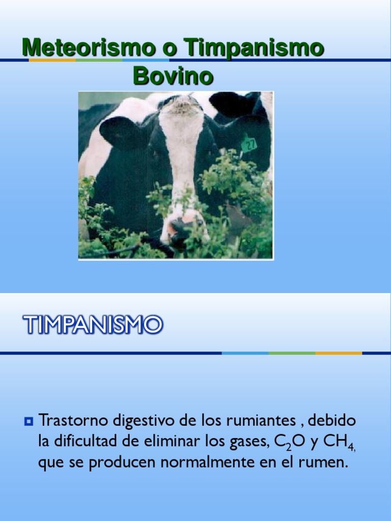 Timpanismo 2016 PDF Rumiante Naturaleza