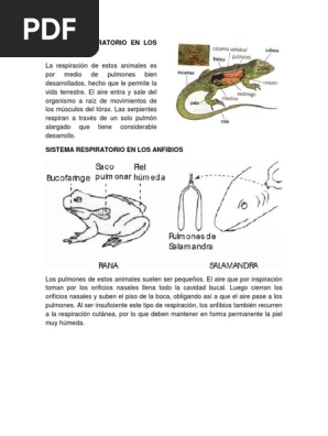 Sistema Respiratorio En Los Reptiles Pulmon Sistema Respiratorio