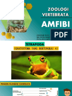 Presentasi Amfibi Fix