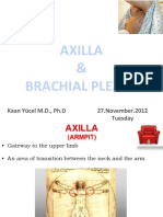 Brachial Plexus