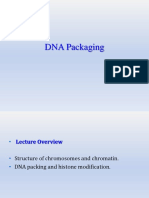 DNA Packaging: Chromatin and Nucleosomes