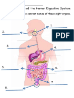 Digestive System (Revised 1.26) PDF
