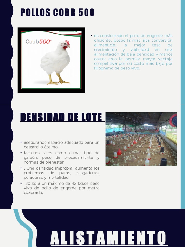 Manejo de Pollos Broiler Cobb 500 Presentacion | PDF | Aves | Residuos