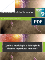 Dt9 Sistema Reprodutor Humano