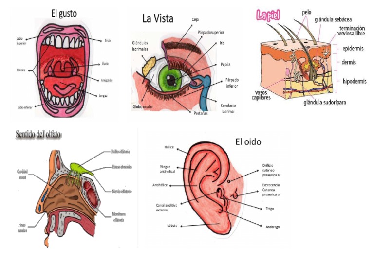 Los 5 Sentidos Y Sus Partes