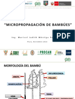 Micropropagación m.mostiga Piura