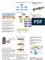 MembranaCelular-ModeloMosaicoFluido