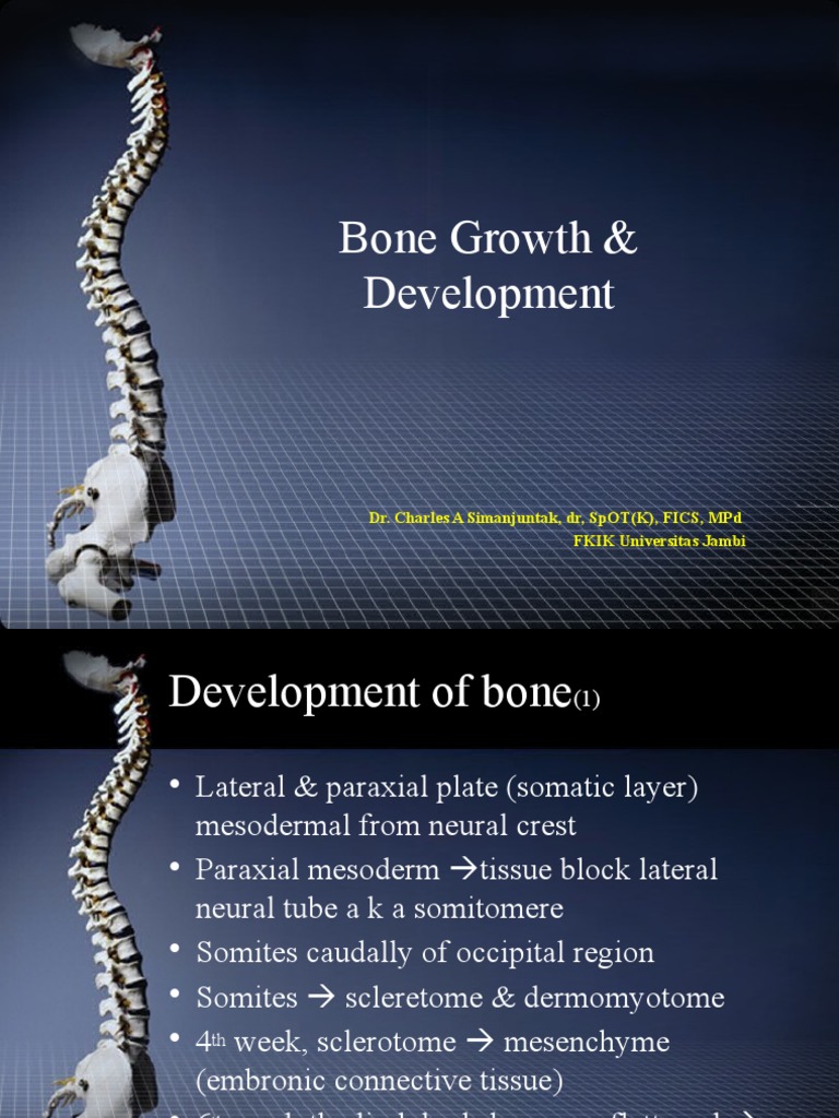 02.bone Development & Growth-2016 | PDF | Bone | Tissue (Biology)