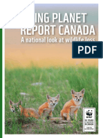 Web WWF Report v3