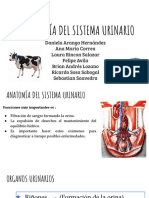 Semiología sist. urinario (bovinos)