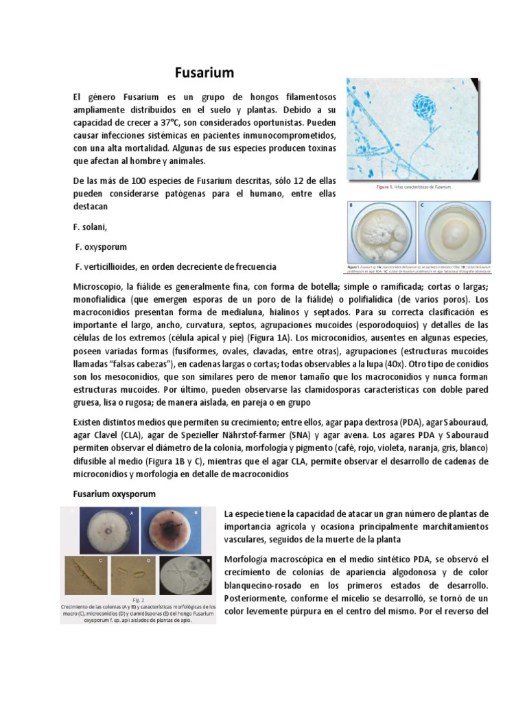 Hongos Fusarium: Patogenicidad y Morfología | PDF | Hongo | Plantas