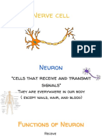 nerve cell pwp kon suay