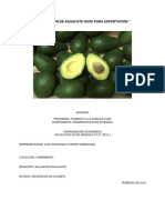 Produccion de Aguacate Hass para Export