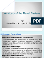 Anatomy of The Renal System: By: Jesus Mario A. Lopez JR., RN, RTRP