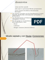 6.- Basidiomicetos.pdf