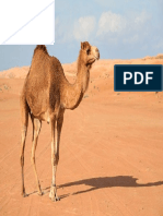 Camello Dromedario