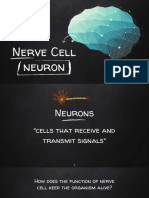 Nerve Cell