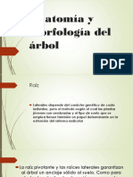 Anatomía y Morfología Del Árbol