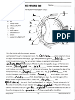 Structure of The Human Eye