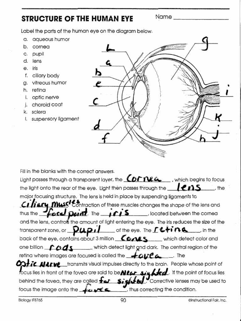 Structure Of The Human Eye Human Eye Cornea
