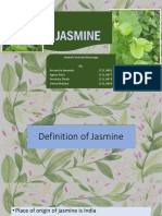 JASMINE