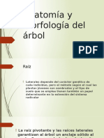 Anatomía y Morfología Del Árbol