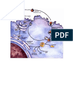 LDLR Biosynthesis and Transport