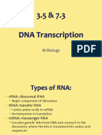 IB Biology: Guide to Transcription and Translation