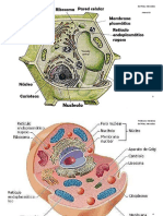 Celula Animal y Vegetal
