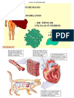 CELULA Y SU ORGANIZACIÓN.docx