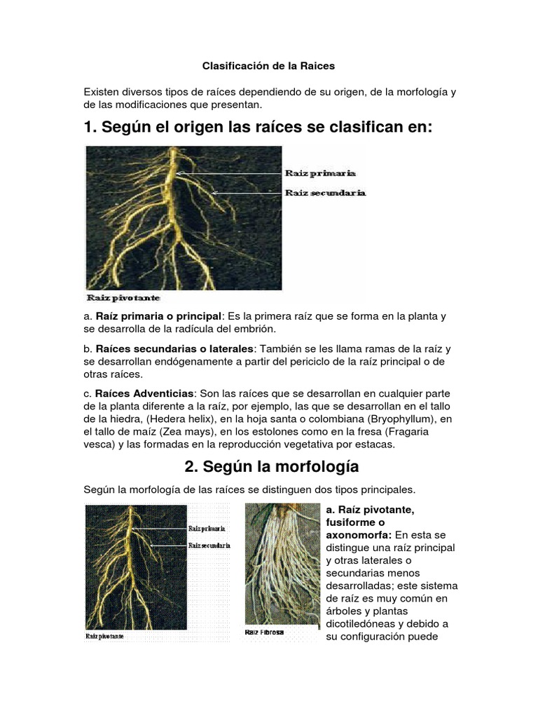 Clasificación de Raíces en Plantas | PDF | Enlace químico | Enlace ...