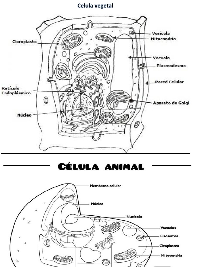 Celula Animal y Vegetal Para Colorear | Ciencias de la tierra y de la