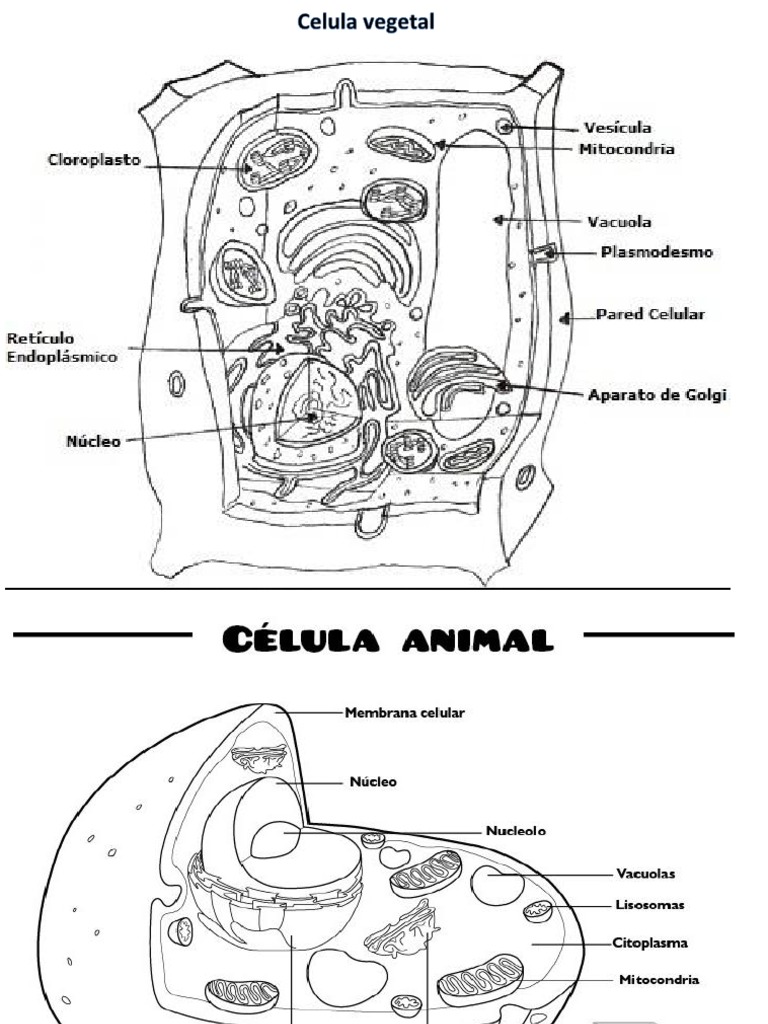 Featured image of post Celula Animal Partes Para Colorear : Y escribe el nombre que le corresponde a cada uno de bajo: