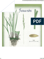 Festuca_rubra_ssp._rubra.pdf