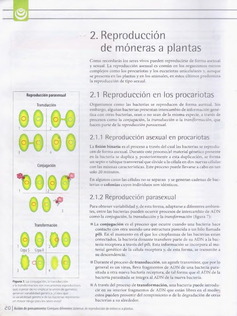 La Reproduccion de Moneras A Plantas | PDF | Espora | Plantas